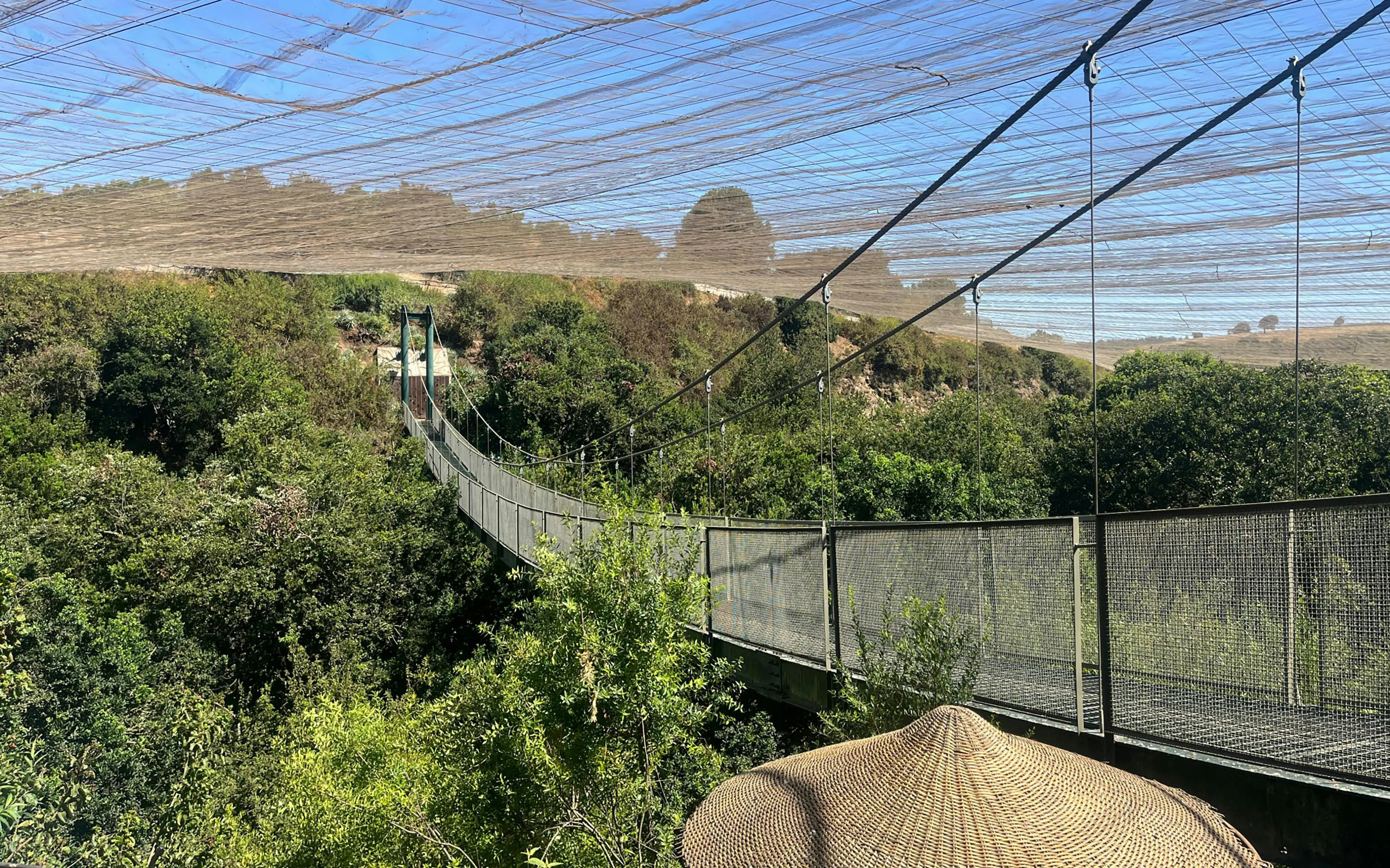 Suspension bridge over lush greenery at Parque Tricao.