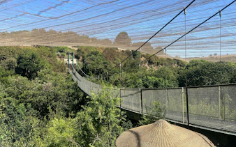Suspension bridge over lush greenery at Parque Tricao.