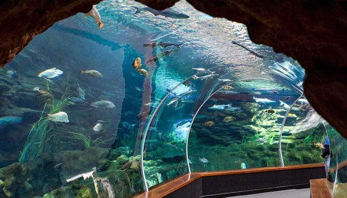 Poema del Mar Aquarium's vibrant marine life display in Las Palmas, Gran Canaria, Canary Islands.