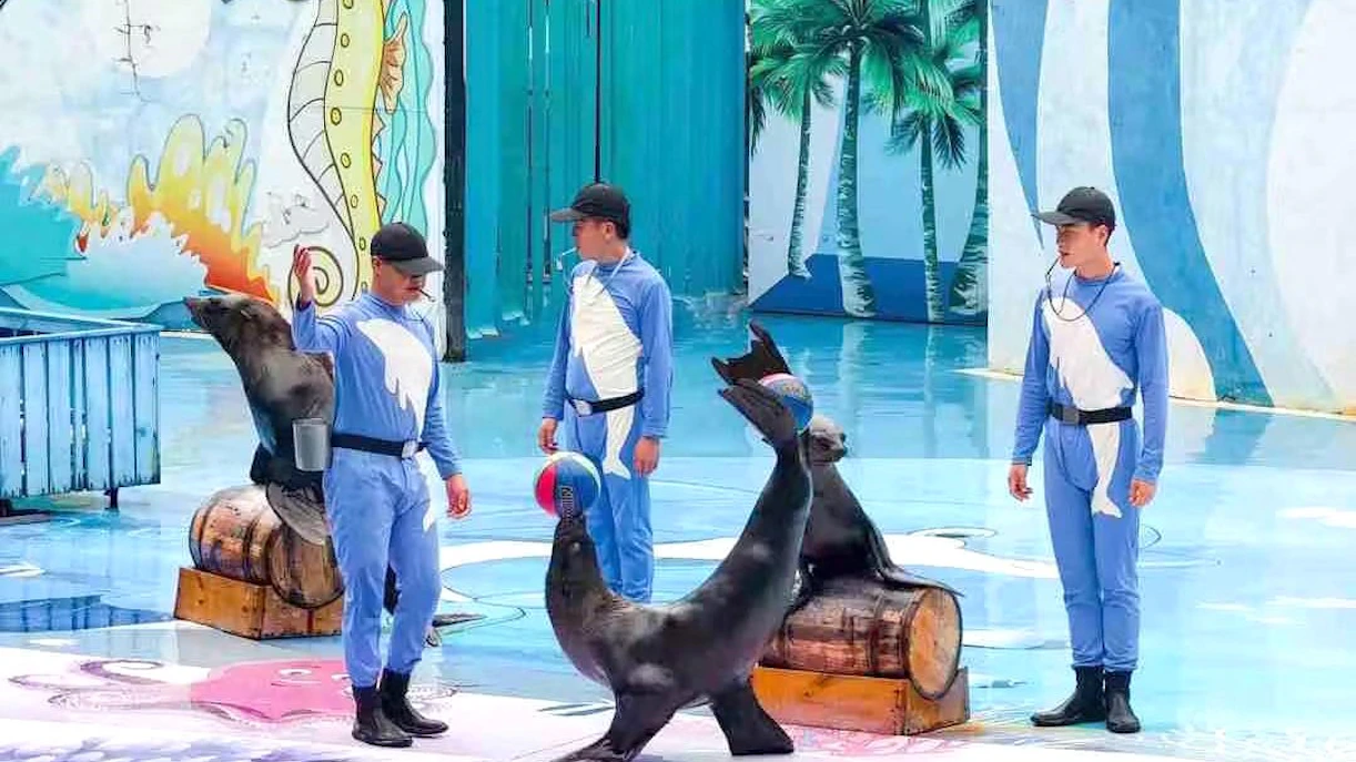 Sea lions performing with trainers at Shenzhen Safari Park.