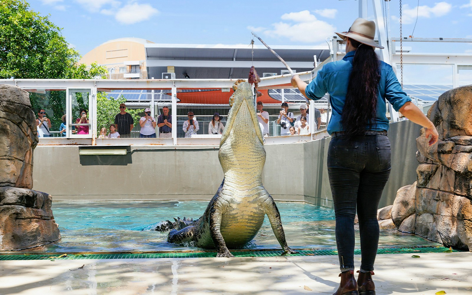 Croc feeding show at Crocosaurus Cove, with a large saltwater crocodile leaping for food