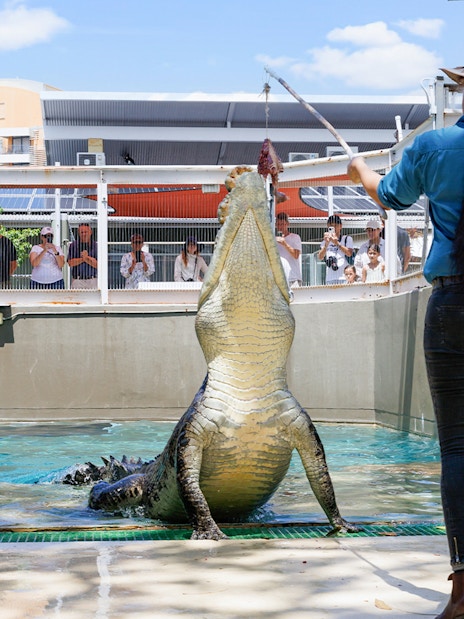 Crocosaurus Cove Tickets | Experience the Cage of Death & More