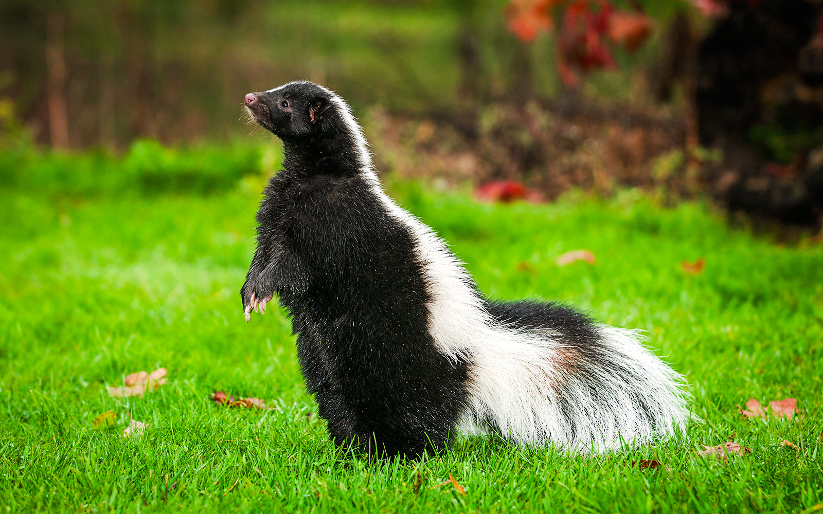 Striped skunk standing alert on green grass.