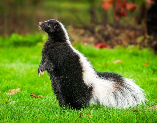 Striped skunk standing alert on green grass.
