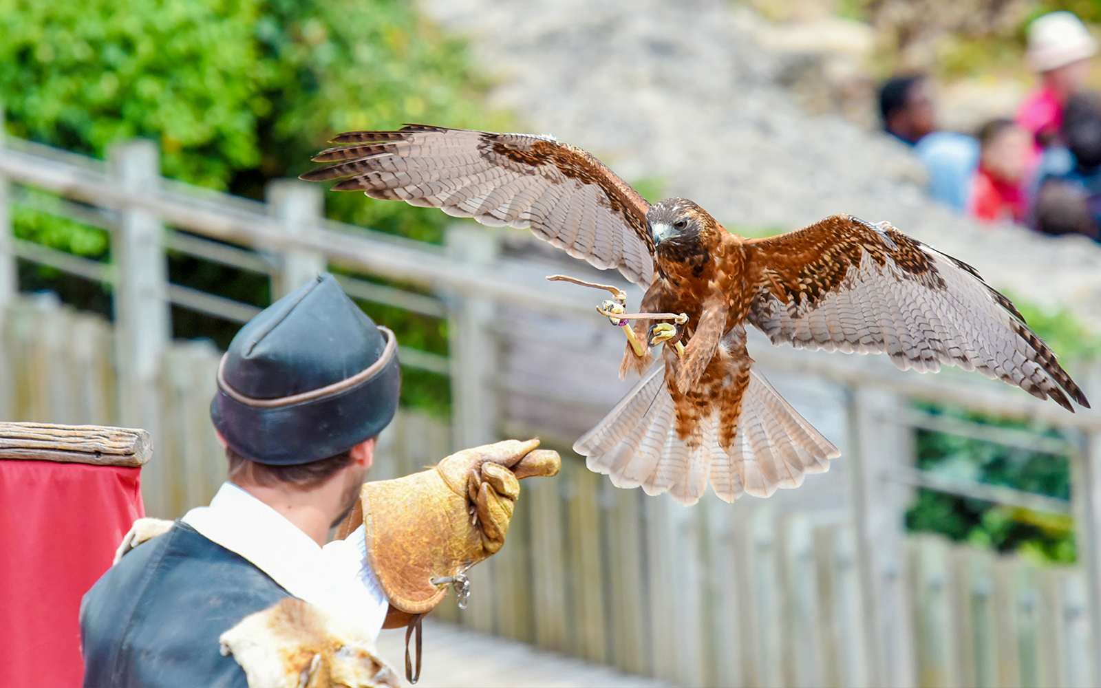 Falcon landing on trainer's glove during bird show at Madrid Zoo Aquarium.