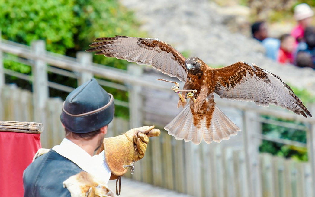 Falcon landing on trainer's glove during bird show at Madrid Zoo Aquarium.
