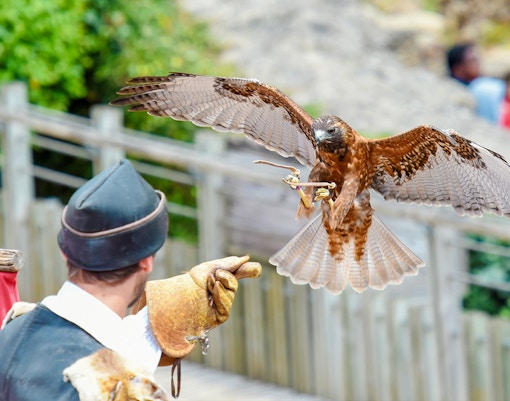 Birds in flight during a show at Madrid Zoo Aquarium.