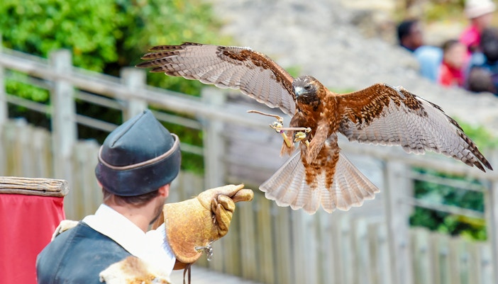 Birds in flight during a show at Madrid Zoo Aquarium.