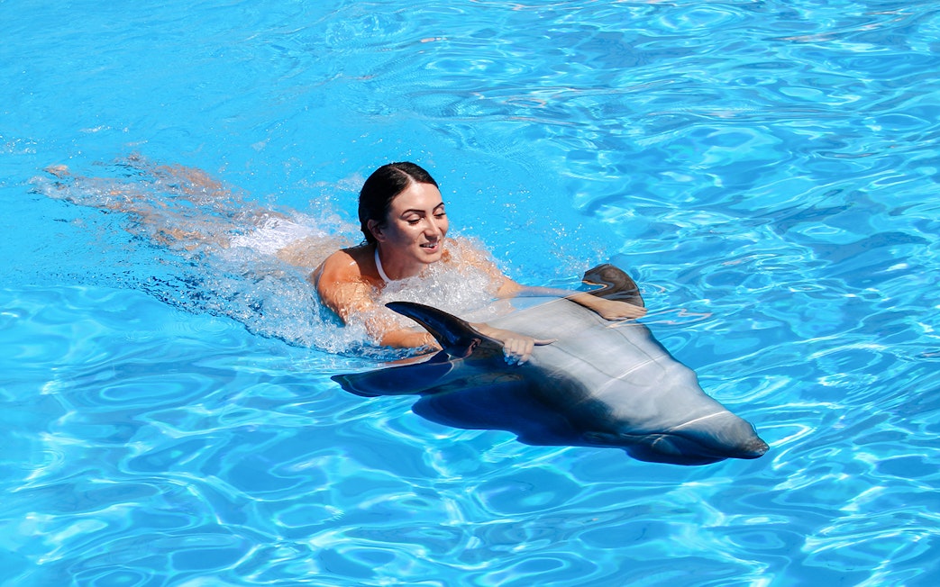 Swimming with a dolphin at Dolphinarium Pattaya for non-Thai residents.