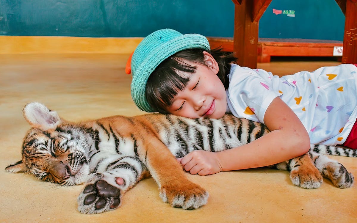 tickets to tiger park phuket-5 tickets to tiger park phuket-5