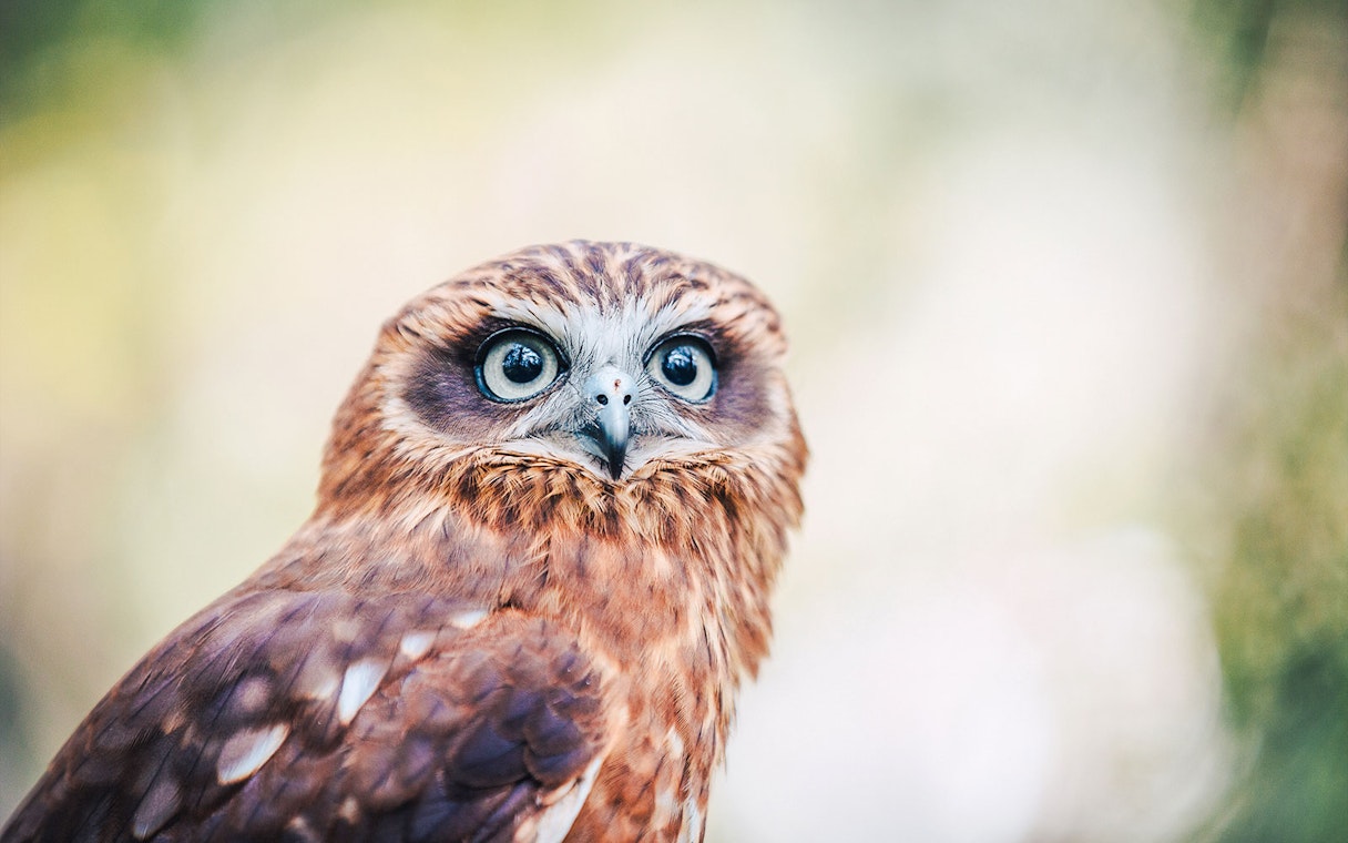 Owl at Capes Raptor Centre, close-up view.