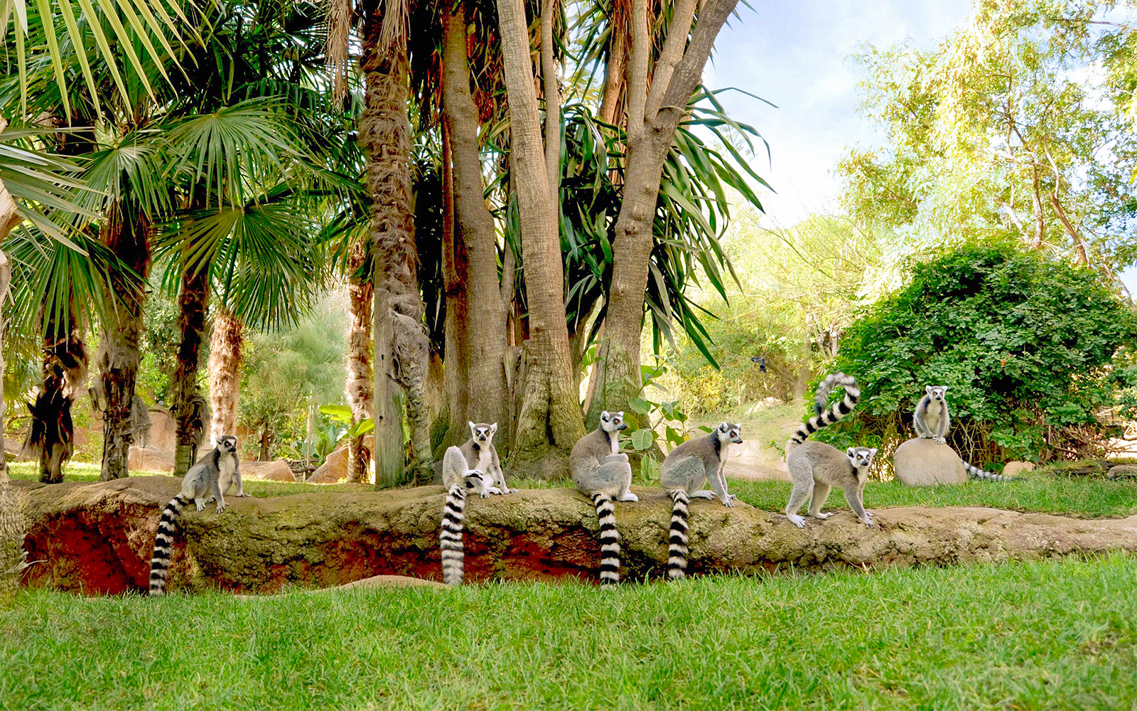 Lemurs in a lush habitat at Bioparc Fuengirola, Spain.