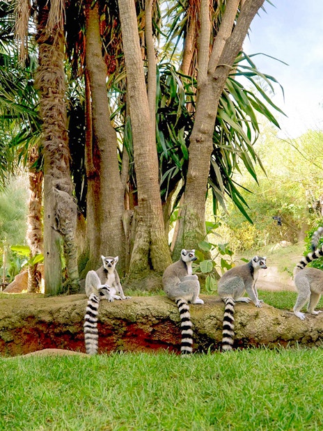 Lemurs in a lush habitat at Bioparc Fuengirola, Spain.