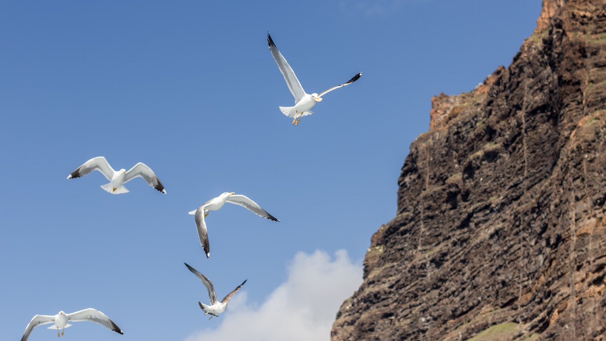 Seagulls flying near the cliffs of Los Gigantes, Tenerife.