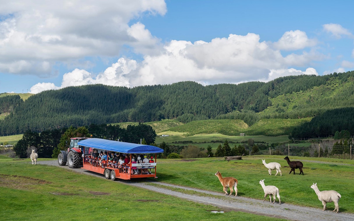 Tourists on a farm trailer at Agrodome, surrounded by alpacas and lush green hills.