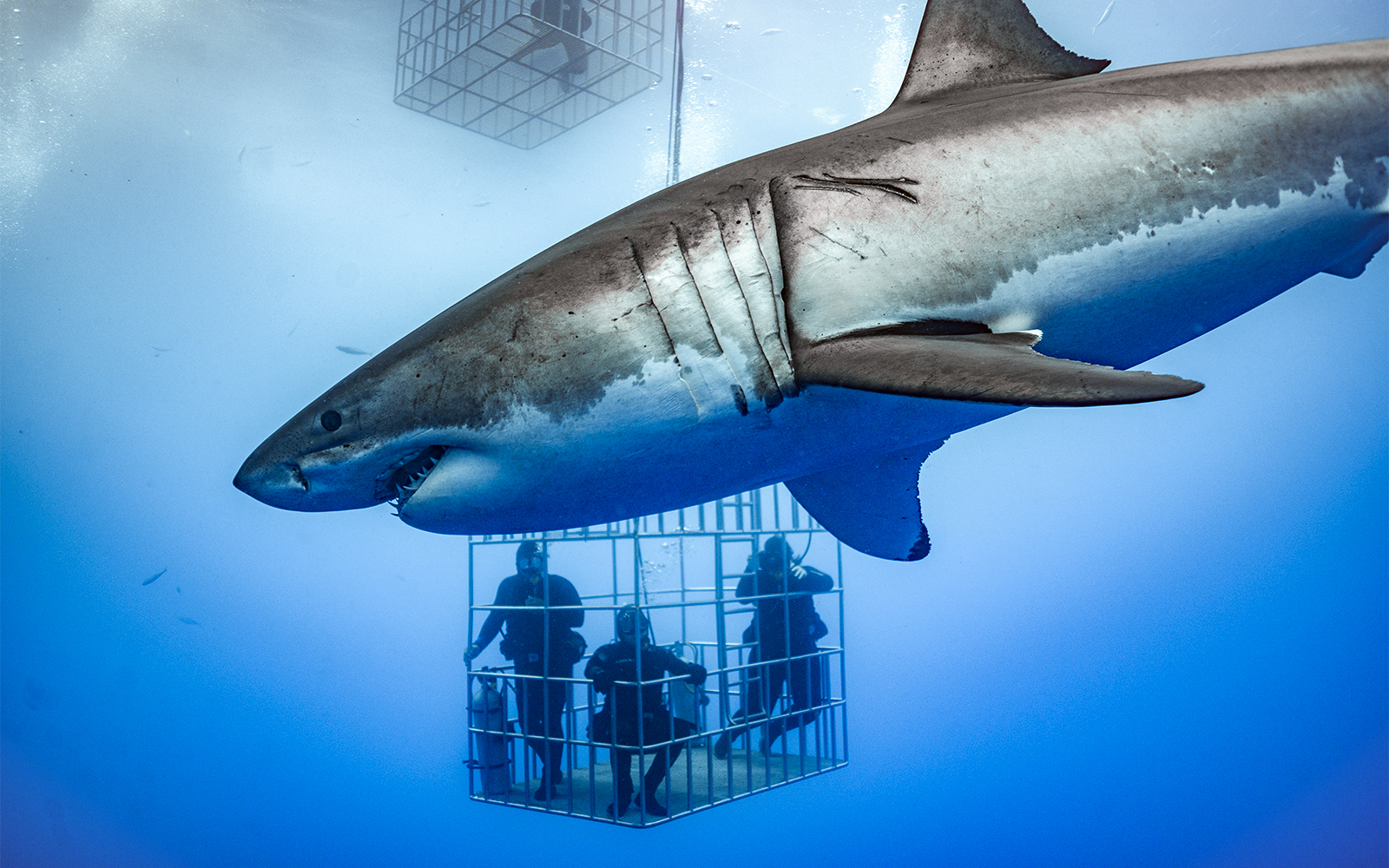 acuario y zoo submarino de dubai