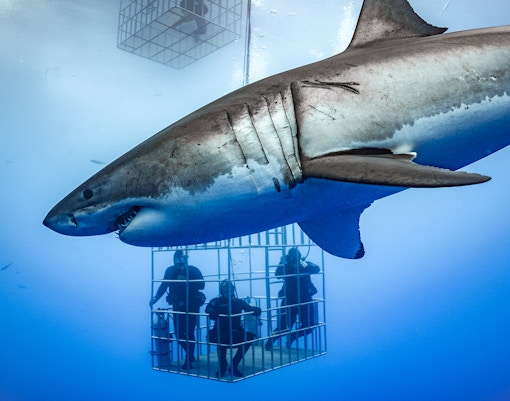 acuario y zoo submarino de dubai