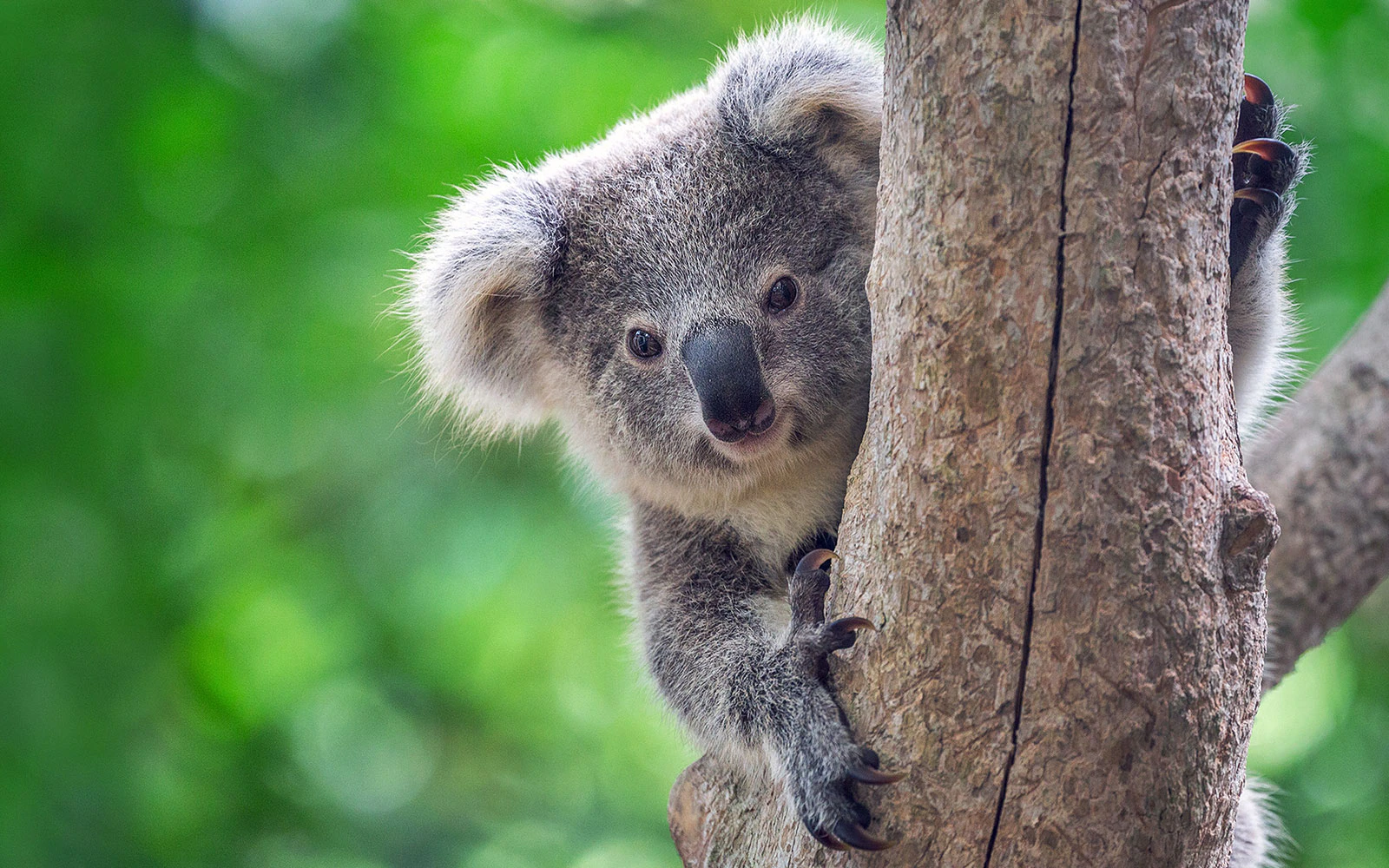 Koala bear clinging to a tree in a lush green forest.