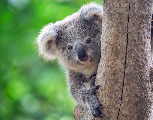 Koala bear resting on a eucalyptus tree branch in Australia.