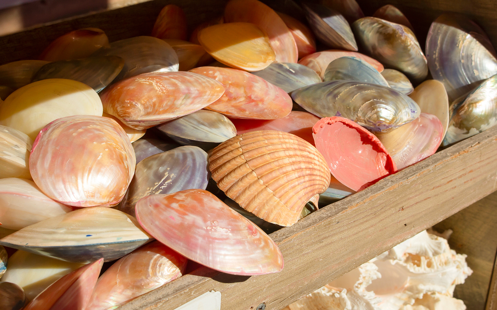 A souvenier shop selling sea shells acquired from the sea