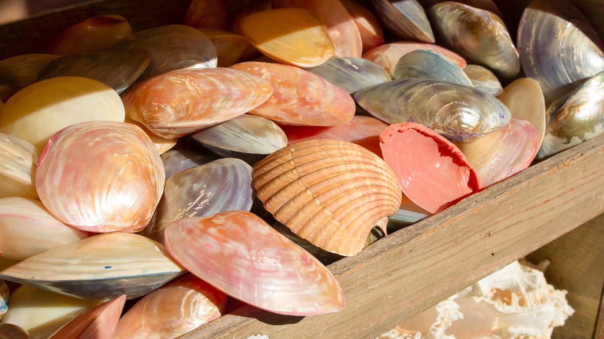 A souvenier shop selling sea shells acquired from the sea