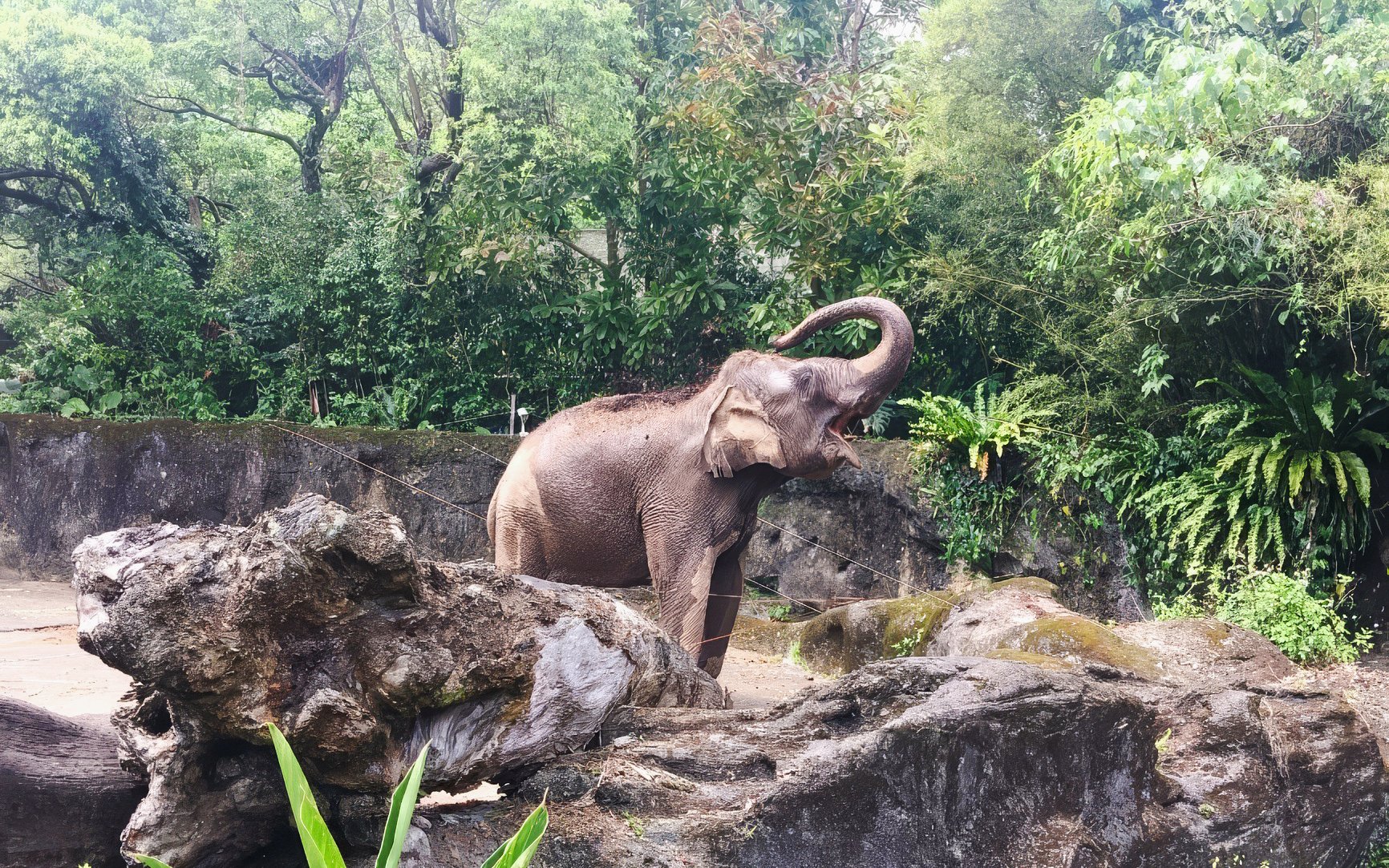 Elephant raising trunk in lush enclosure at Taipei Zoo.
