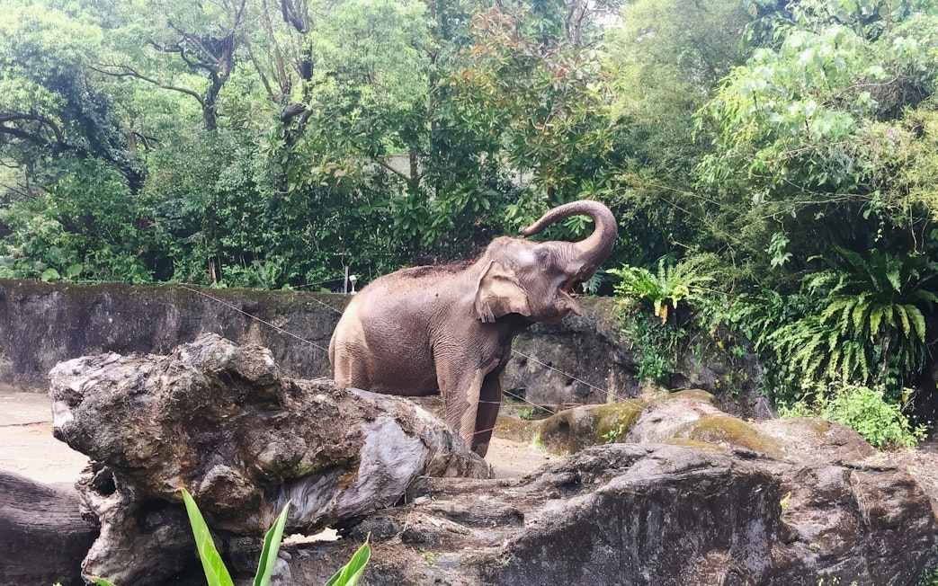 Elephant raising trunk in lush enclosure at Taipei Zoo.