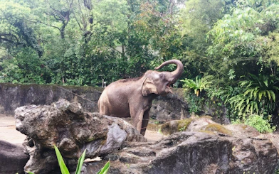 Elephant raising trunk in lush enclosure at Taipei Zoo.