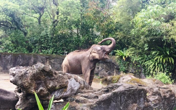 Elephant raising trunk in lush enclosure at Taipei Zoo.
