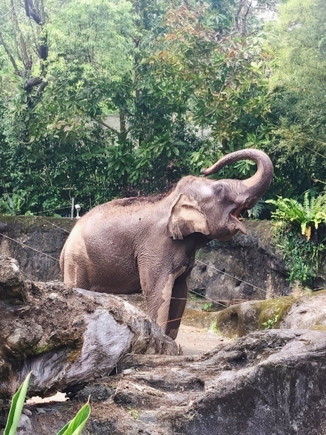 Elephant raising trunk in lush enclosure at Taipei Zoo.