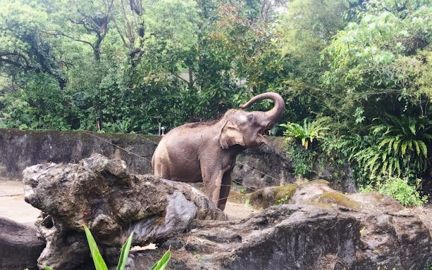 Elephant raising trunk in lush enclosure at Taipei Zoo.