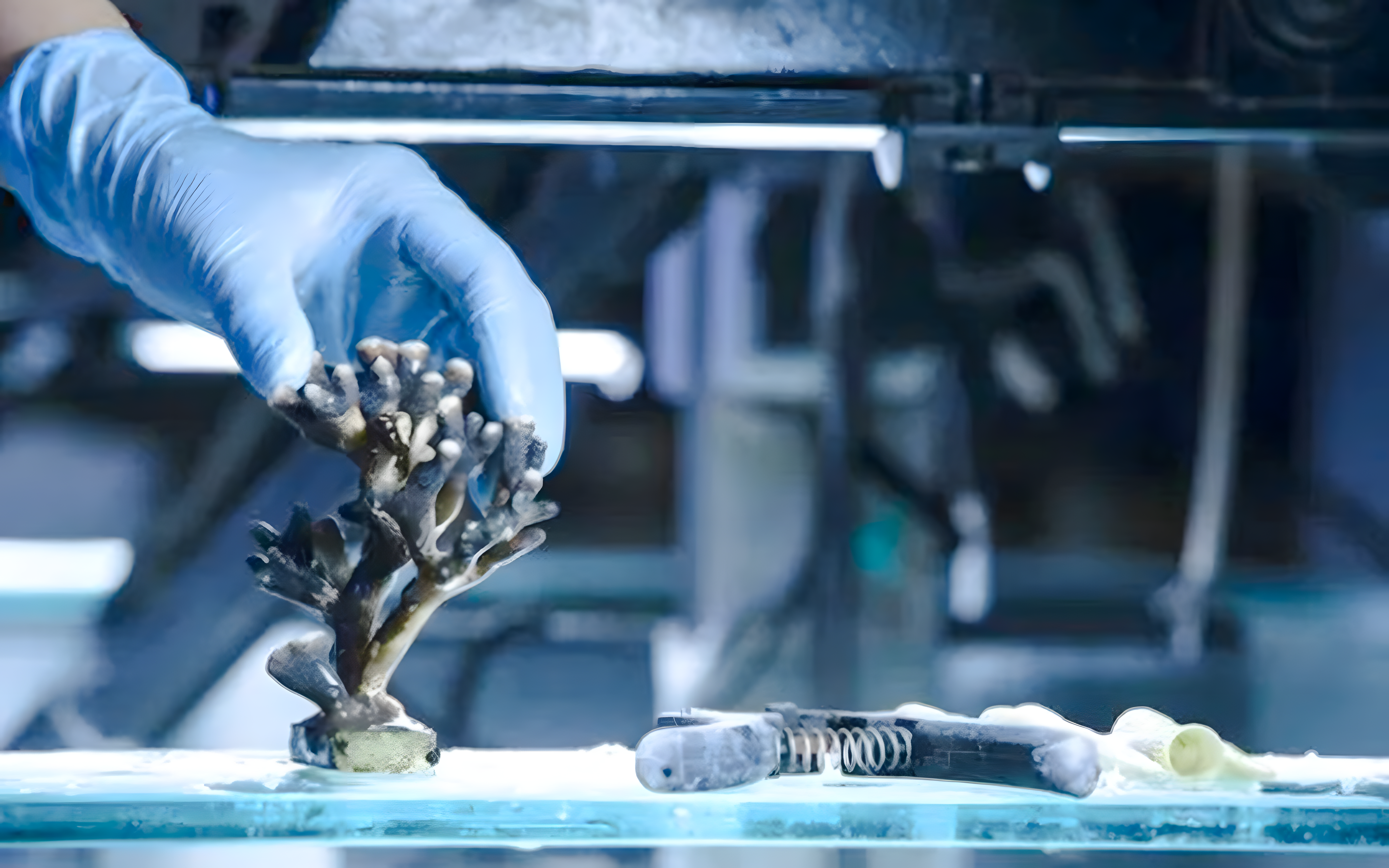Gloved hand handling coral at Nausicaá Aquarium.