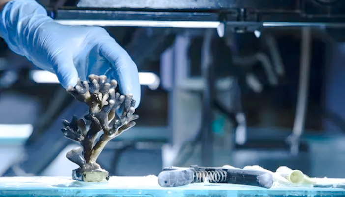 Gloved hand handling coral at Nausicaá Aquarium.