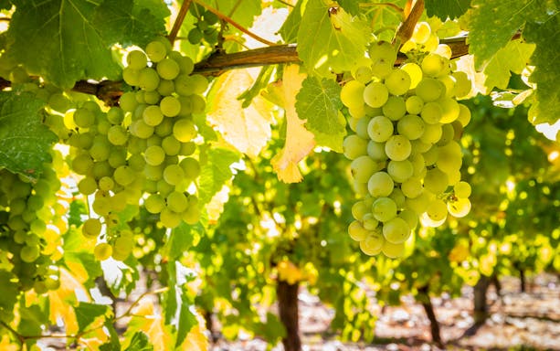 Green grapes hanging on vines in Funchal vineyard.