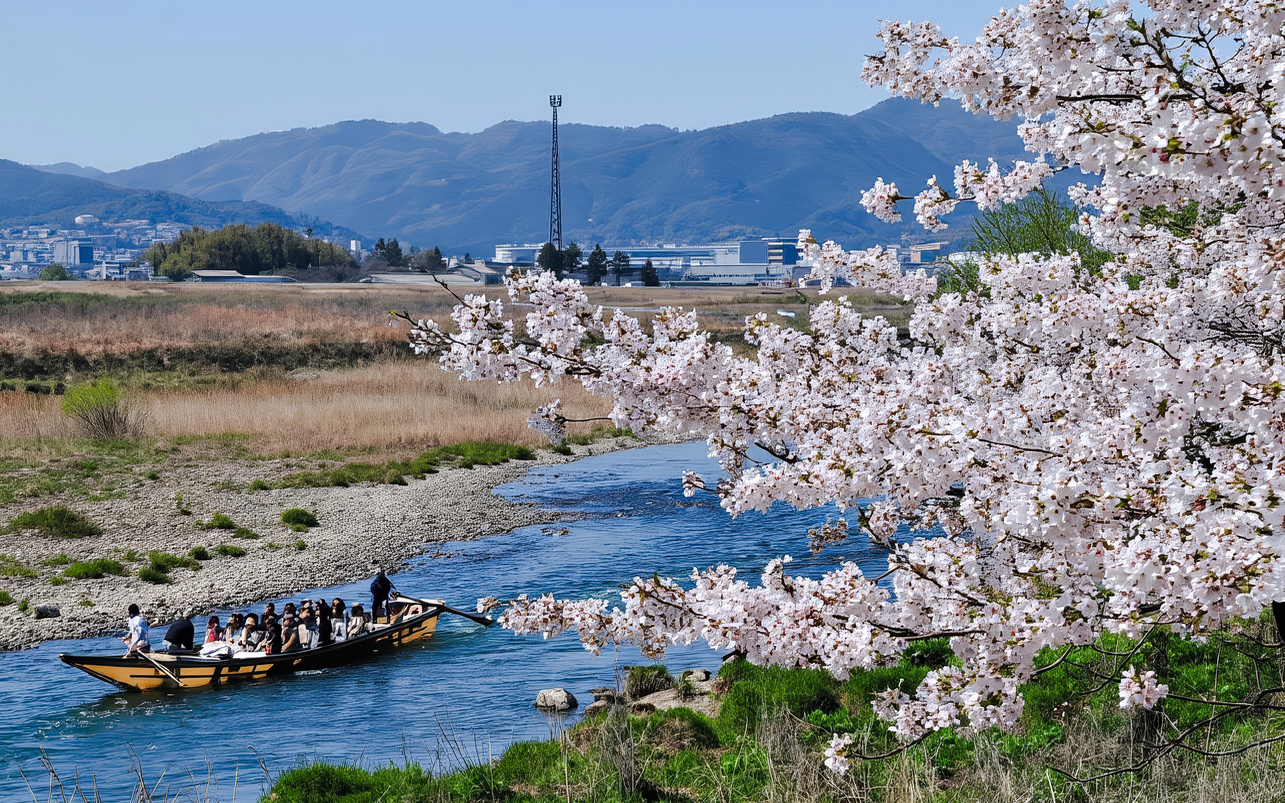 Boat on Hozugawa River with cherry blossoms and mountains in the background, Kyoto, Japan.