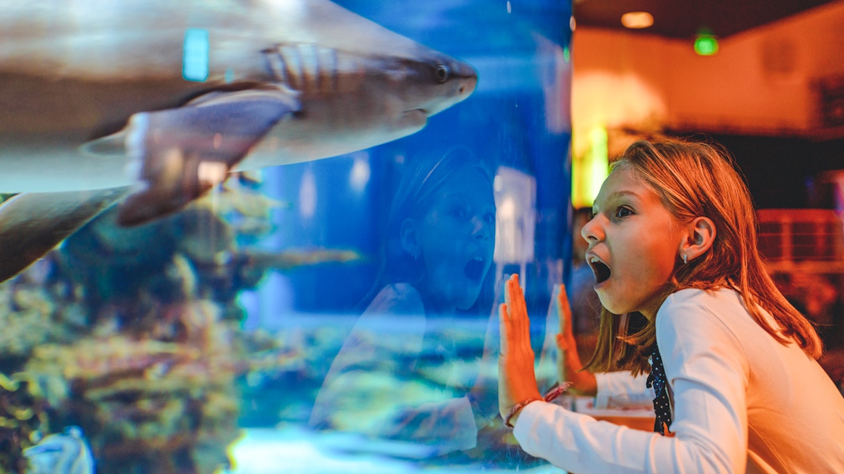 Shark swimming in aquarium tank with child observing through glass.