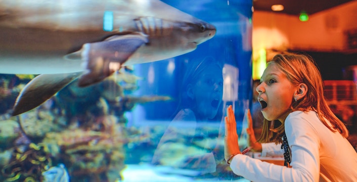 Shark swimming in aquarium tank with child observing through glass.