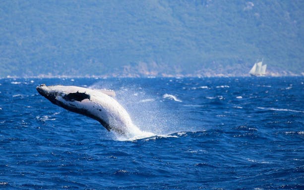 Whale breaching near Fitzroy Island during Cairns guided cruise.