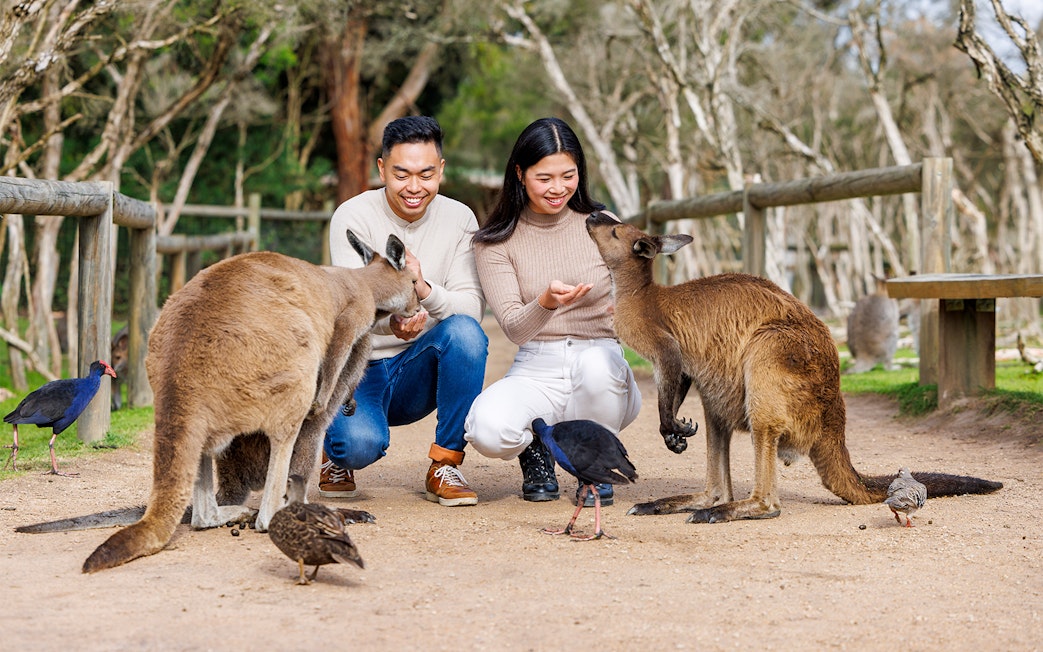 Visitors feeding kangaroos at Moonlit Sanctuary Wildlife Conservation Park, Melbourne.