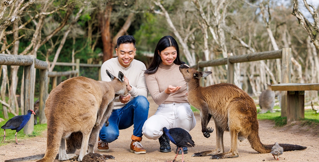 Book Moonlit Sanctuary Tickets