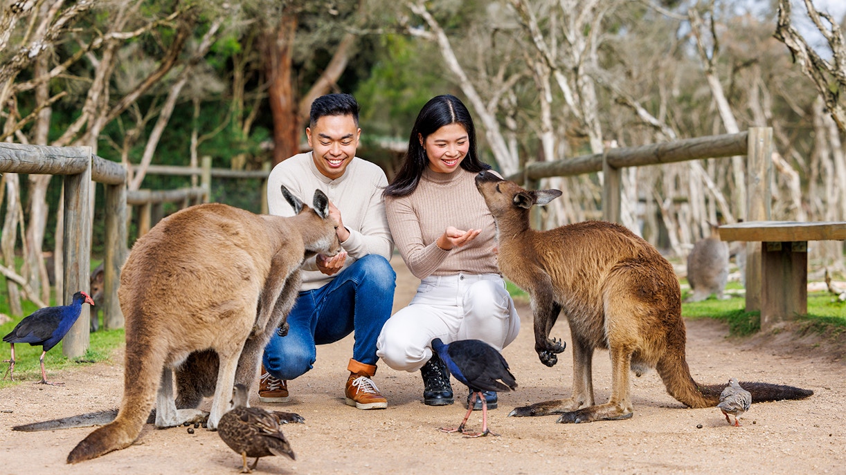 Kangaroo at Moonlit Sanctuary Wildlife Conservation Park, Melbourne, Australia.