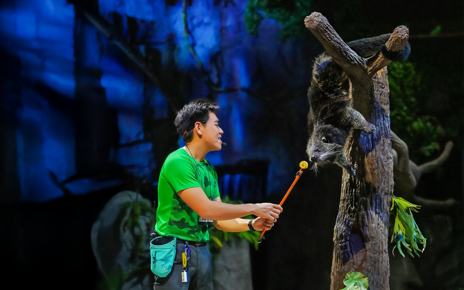 Binturong interacting with a presenter during Creature of the Night show.