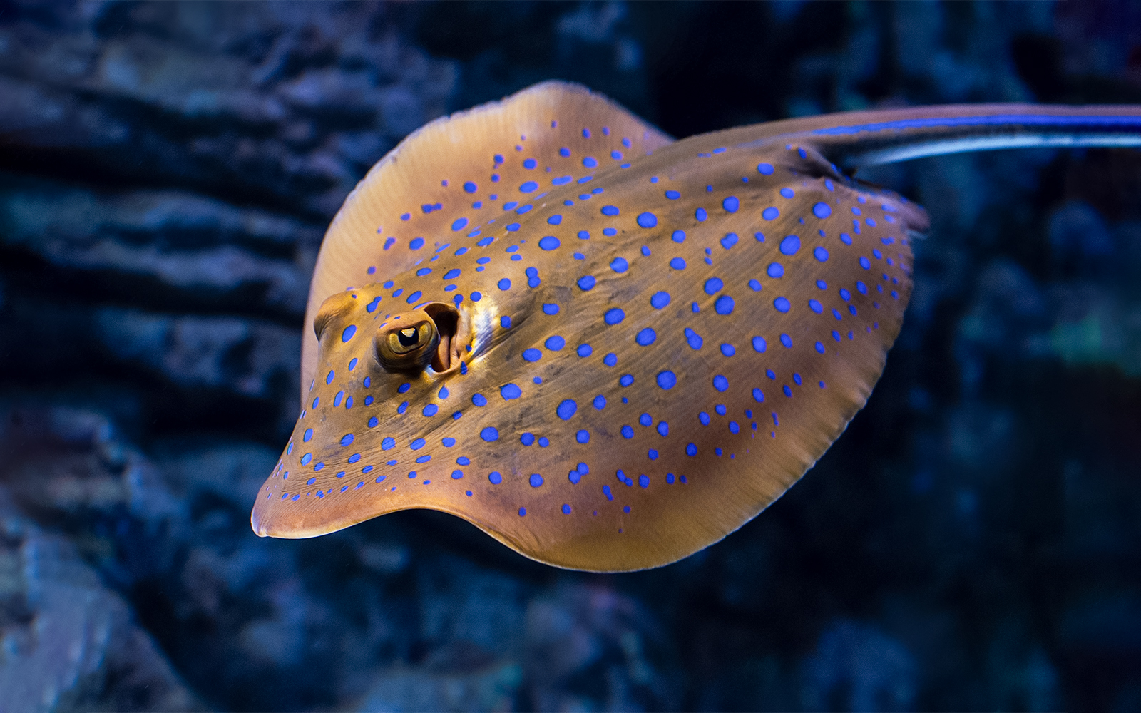 Spotted stingray swimming in aquarium during nocturnal tour.