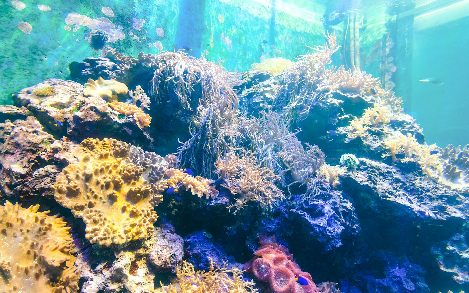 Coral reef display at Nausicaá Aquarium featuring diverse marine life.