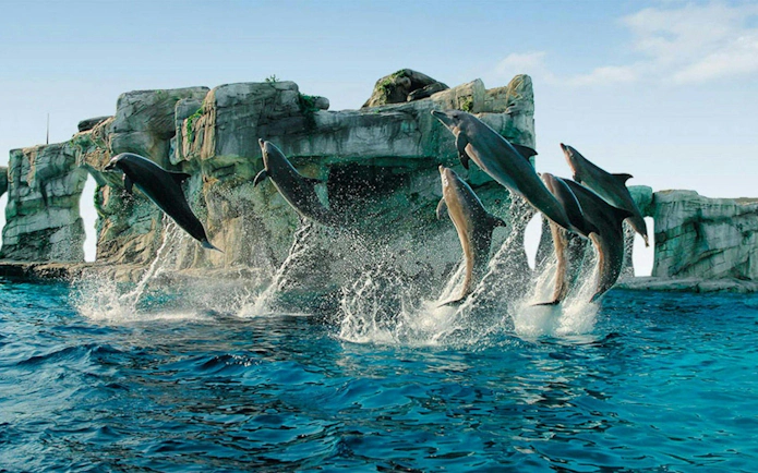 Dolphins leaping from water at Oltremare theme park.