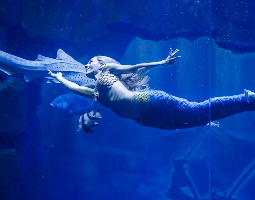 paris aquarium mermaid show