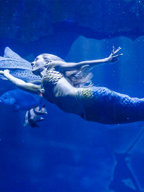 Mermaid performing underwater show at Aquarium de Paris with fish swimming nearby.