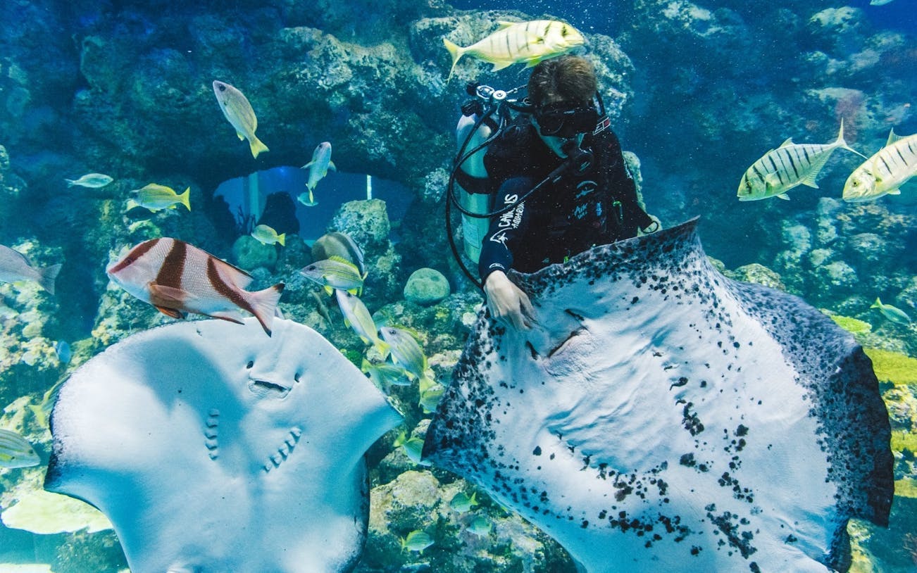 cairns aquarium general admission ticket-2
