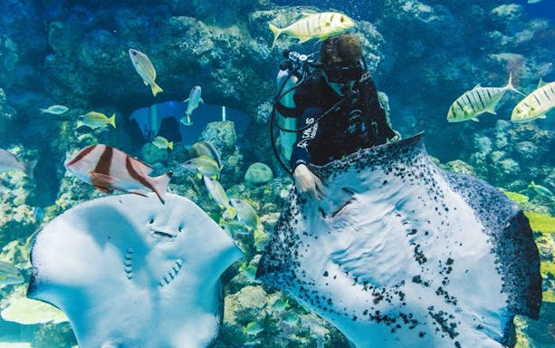 cairns aquarium general admission ticket-2