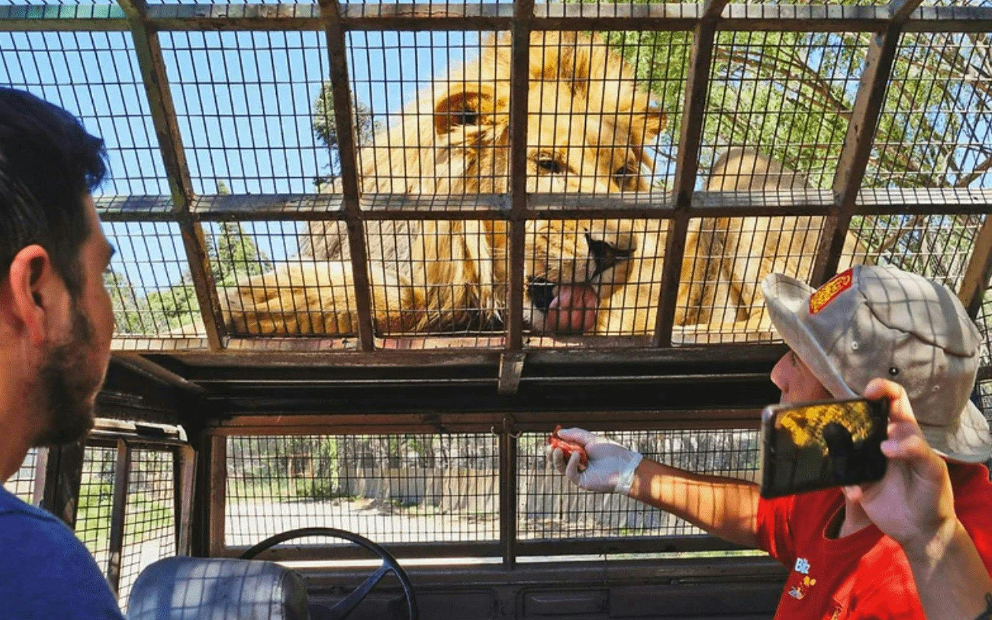 Tourist feeding lioness from safari car cage in wildlife park.